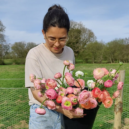 Chesney - Red House Farm Flowers - Gardenscapedirect