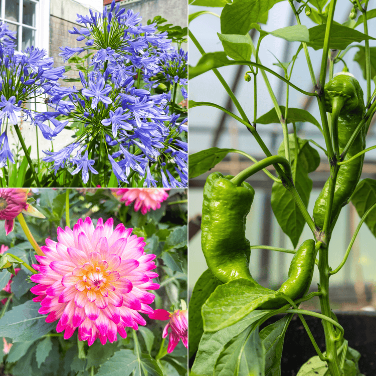 Professional Growing Media - Peat Free - Gardenscapedirect