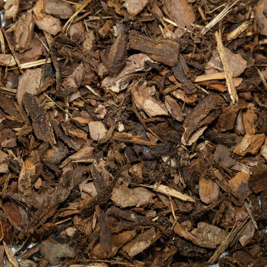 Scots Pine - Gardenscapedirect