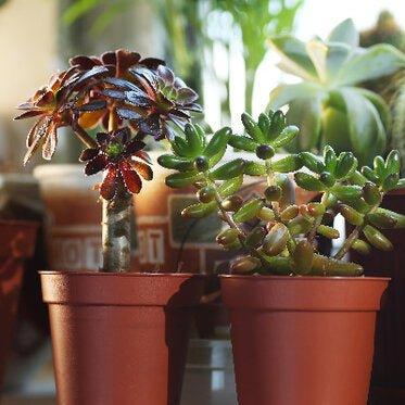 succulents delivered uk Succulent Mix