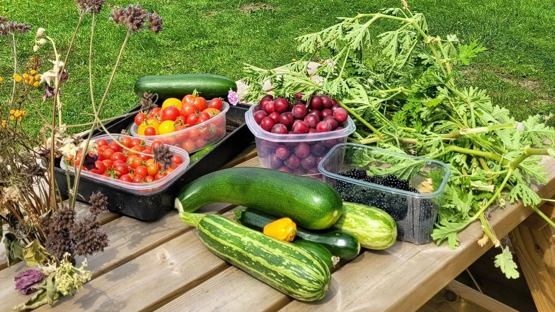 Summer is here! Make the most of the sun with June's Gardening Tips