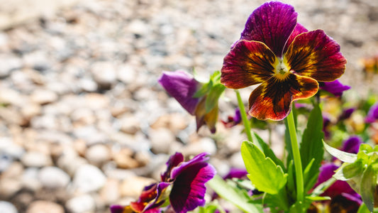 Autumnal Transitions: Seasonal containers, Mulching and Lawn Care