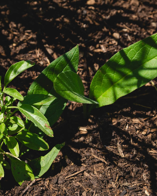 Seed Collecting, Mulch and Gardening in the Heat - Your August Gardening Tips