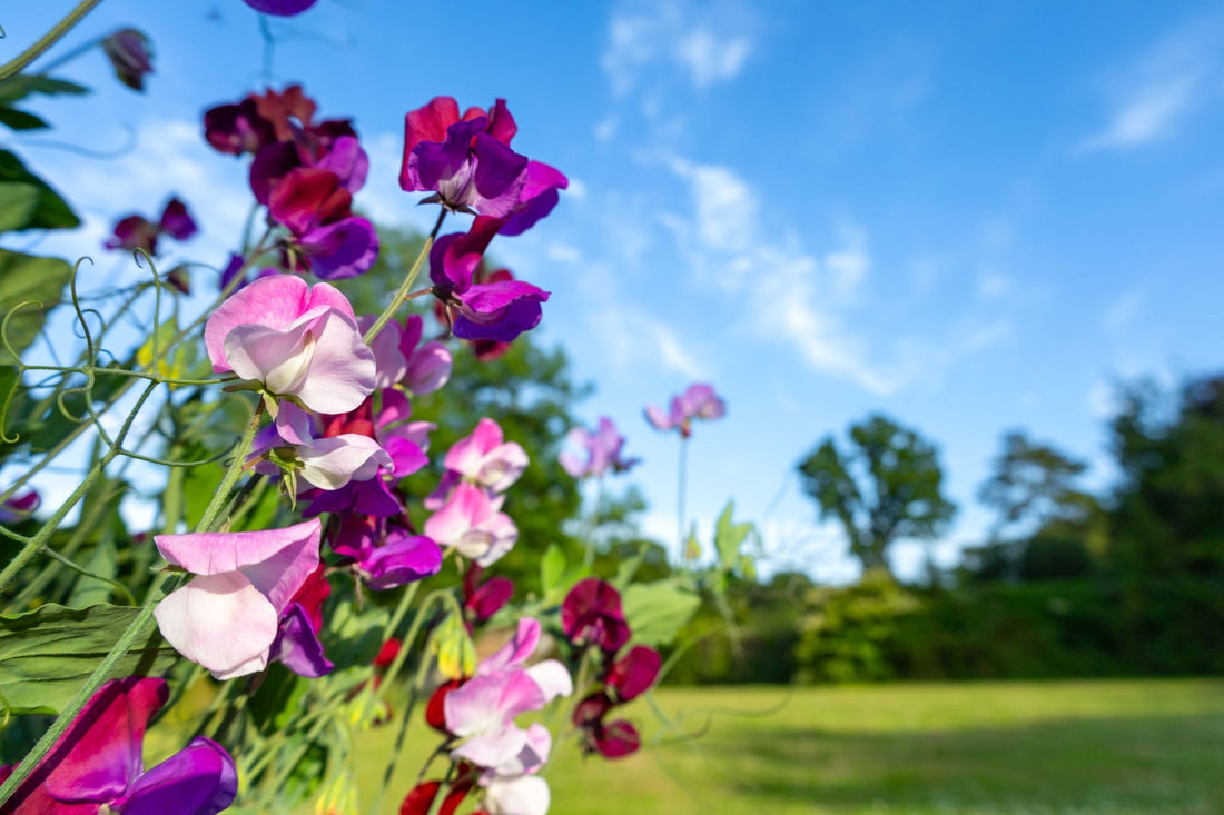August Gardening Tips: Harvest, Prune, and Prepare for the Season Ahead - Gardenscapedirect