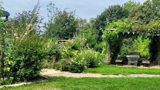 Dandelion Time - Gardenscapedirect