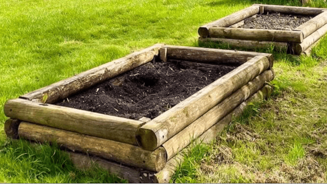 Dandelion Time - Gardenscapedirect