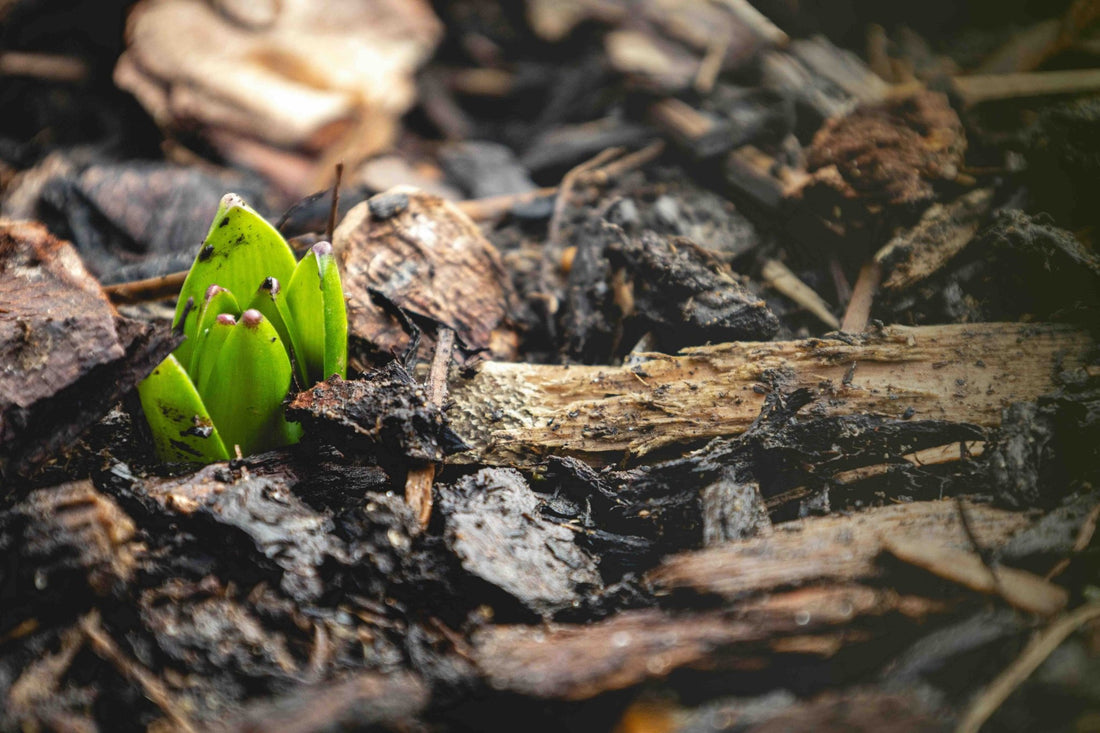 February has arrived, and spring is right on the doorstep! - Gardenscapedirect