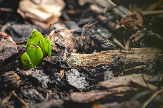 February has arrived, and spring is right on the doorstep! - Gardenscapedirect