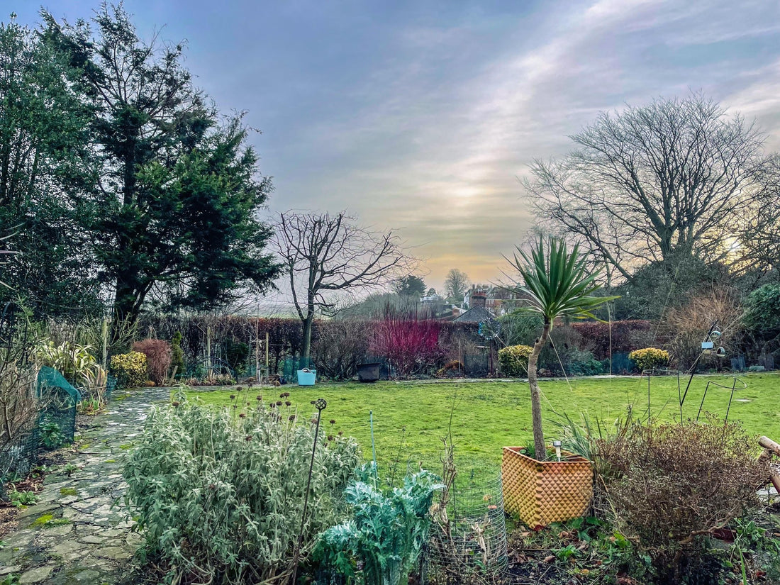 From Autumn to Winter: November in the Garden - Gardenscapedirect