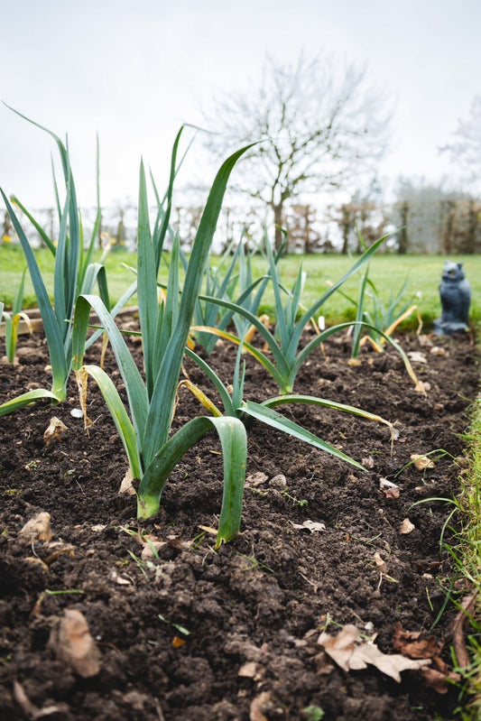 May Gardening Jobs: Sowing, Planting and Preparing for Summer - Gardenscapedirect