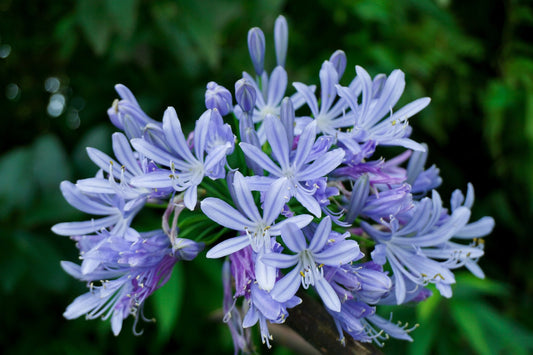 September Garden Jobs: Autumn Planting, Lawn Care and Harvesting Advice - Gardenscapedirect