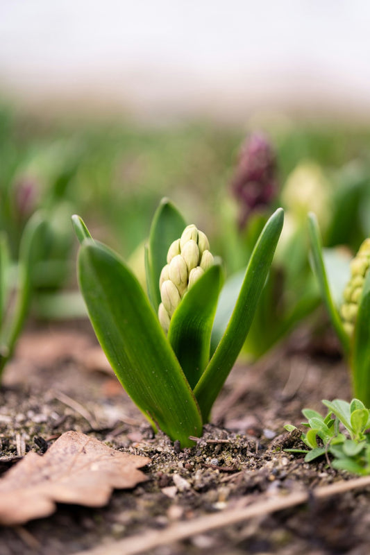 September Gardening: Autumn Lawn Care, Mulching & Spring Bulbs - Gardenscapedirect