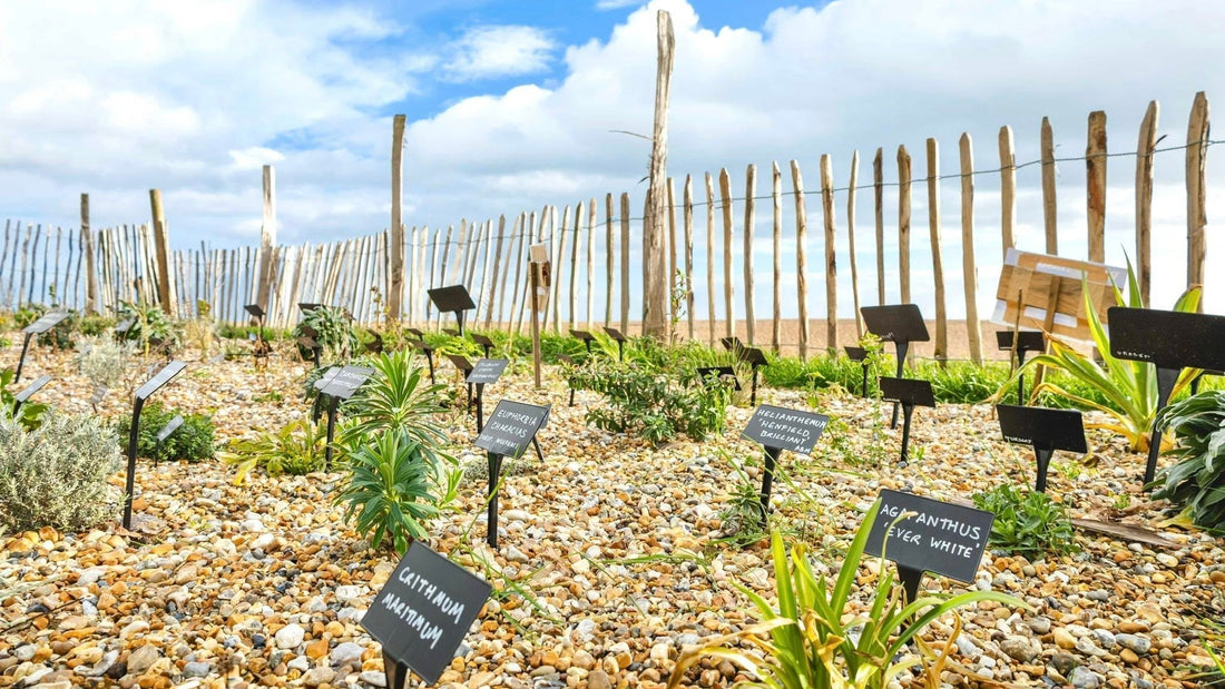 Transition Town Hastings and Great Dixter Create Coastal Garden with Custom Gardenscape Blends