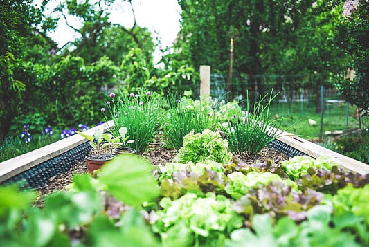 Your garden in March - Gardenscapedirect
