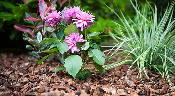 Barks for mulching - Gardenscapedirect