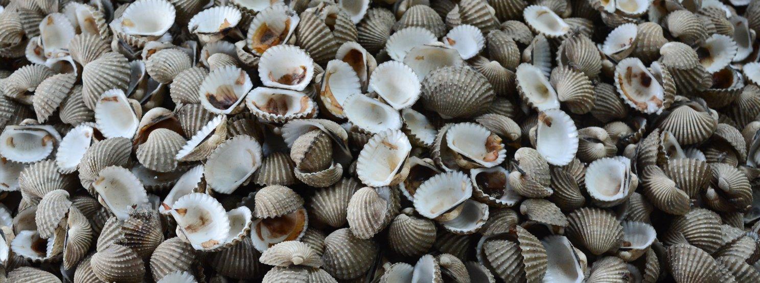 Cockleshells - Gardenscapedirect