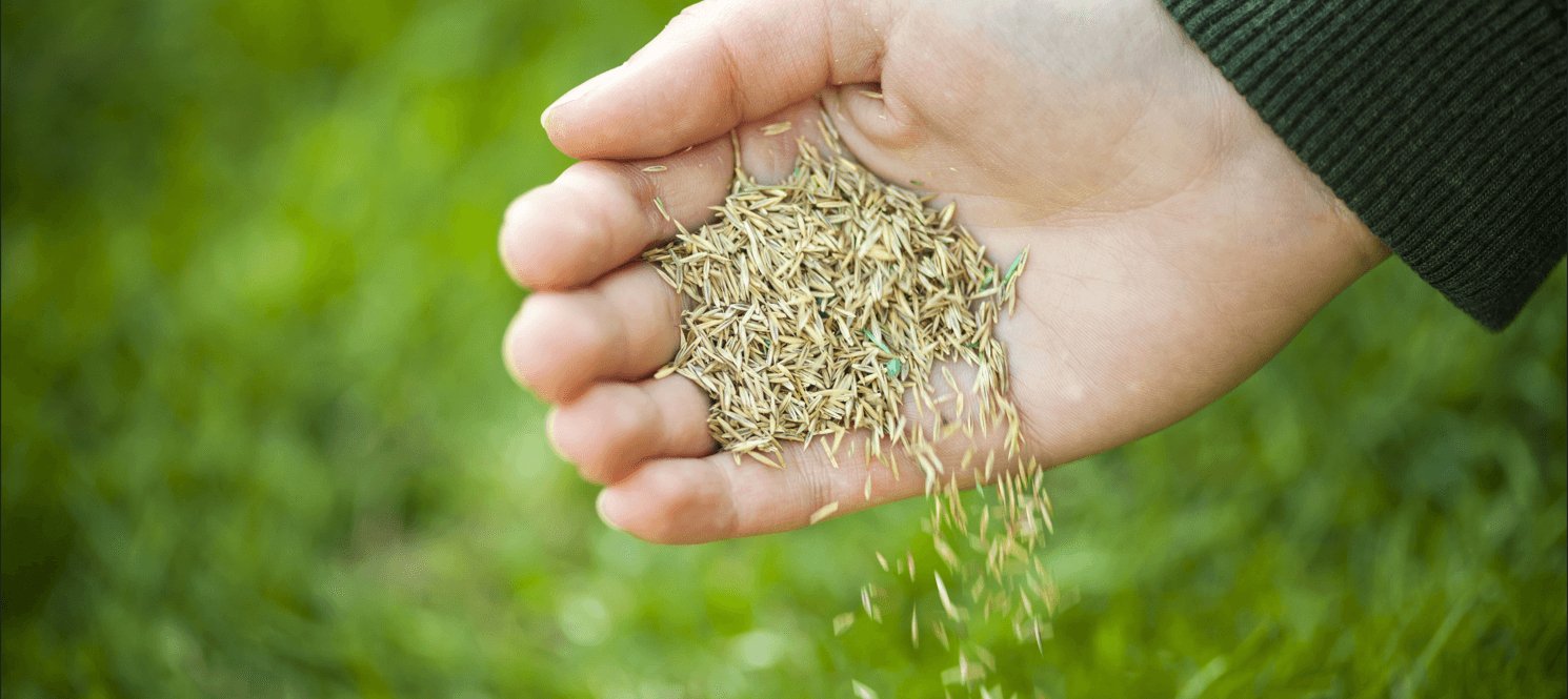 Grass Seed - Gardenscapedirect