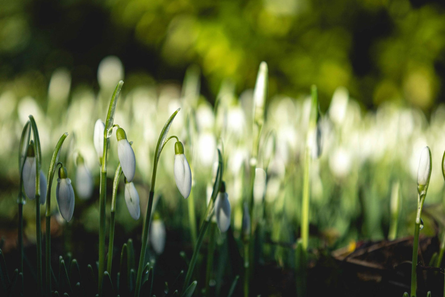 Spring Essentials - Gardenscapedirect