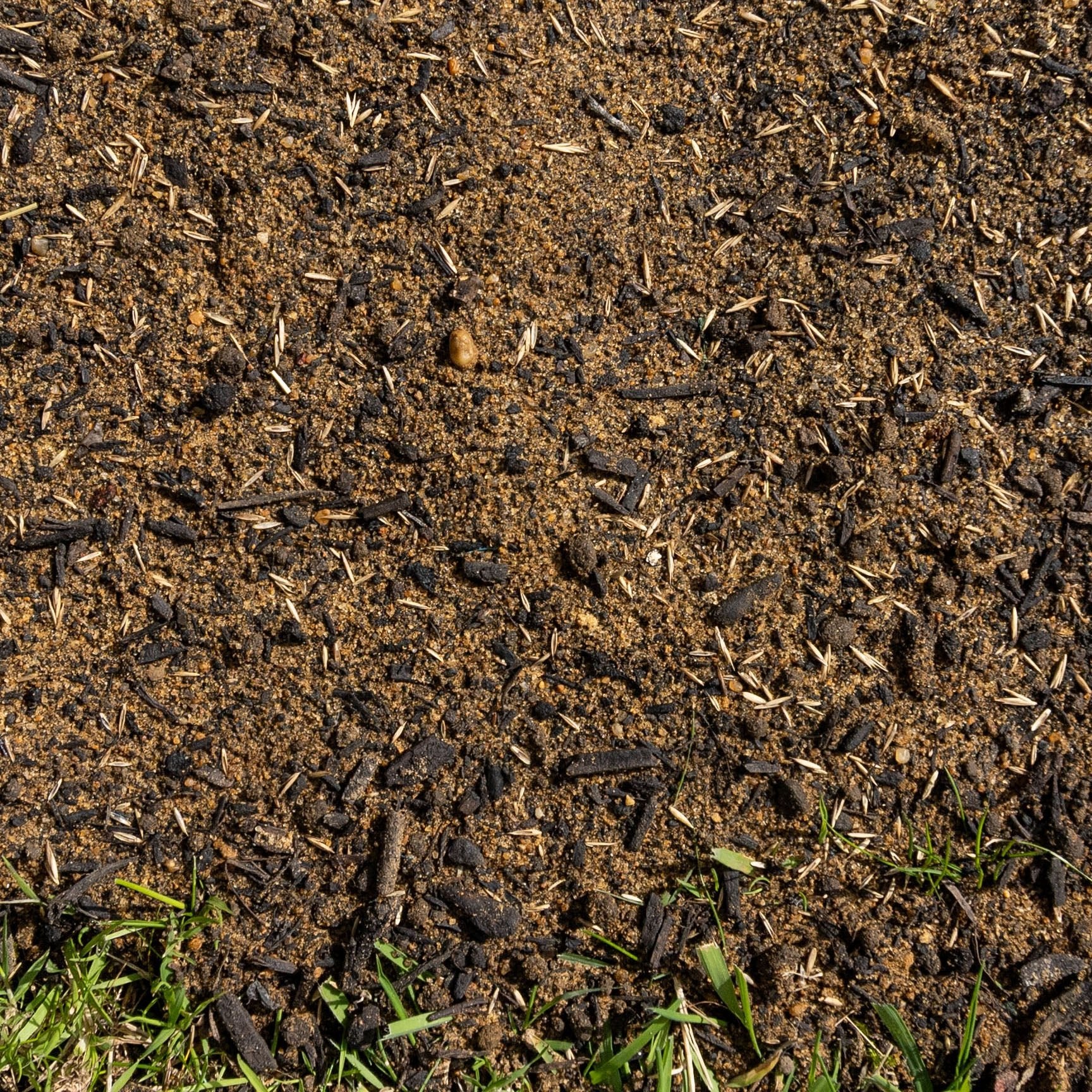 Barenbrug E1 Lawn & Landscapes Grass Seed - Gardenscapedirect