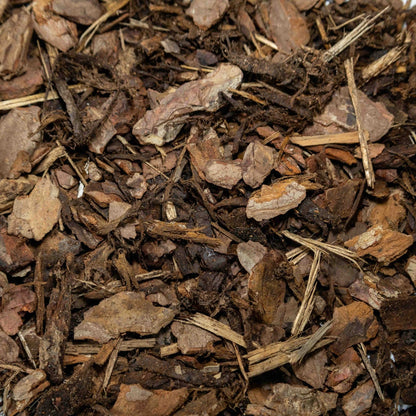 Scots Pine - Gardenscapedirect