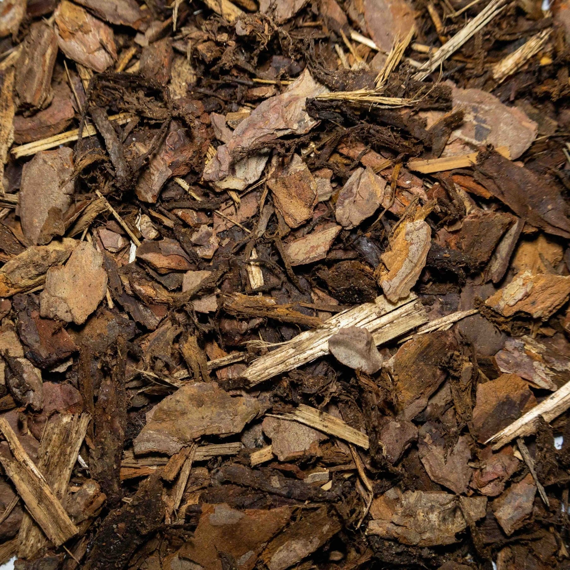 Scots Pine - Gardenscapedirect