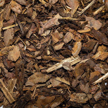 Scots Pine - Gardenscapedirect