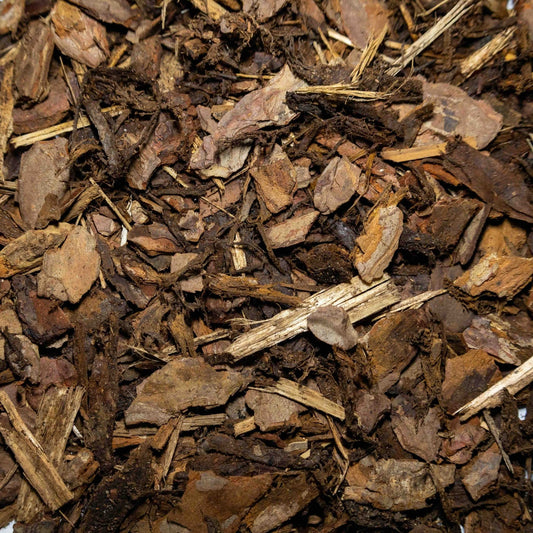 Scots Pine - Gardenscapedirect