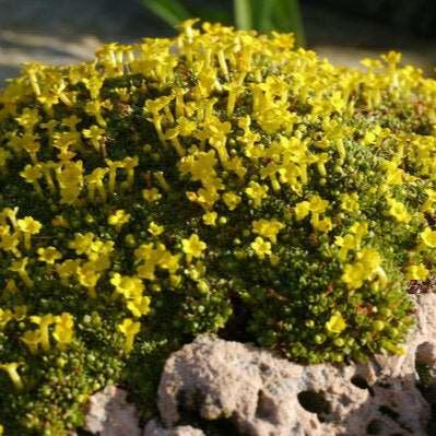 Alpine Mix (Peat Free) | Gardenscapedirect