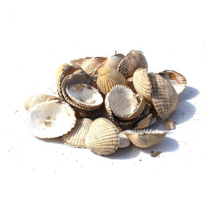 Cockleshells | Gardenscapedirect