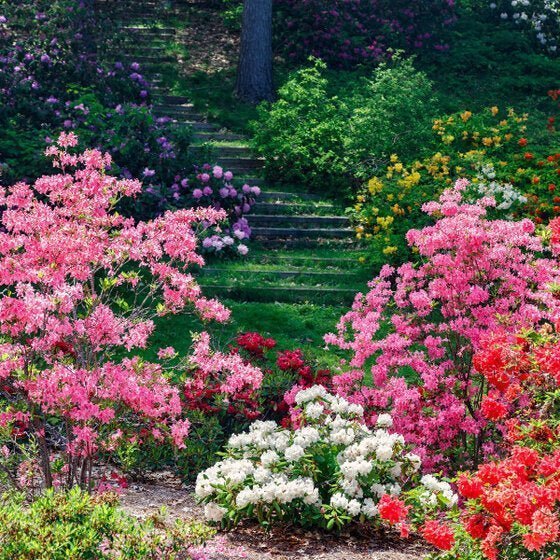 Ericaceous Shrub Mix | Gardenscapedirect