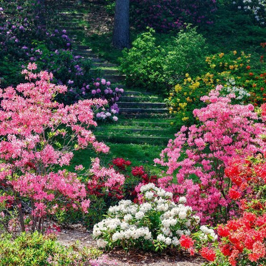 Ericaceous Shrub Mix (Peat Free) | Gardenscapedirect