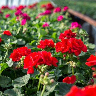 Geranium Mix (Peat Free) | Gardenscapedirect