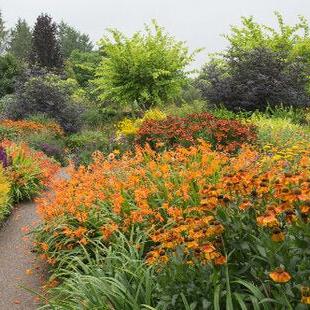 Perennial & Herbaceous Mix | Gardenscapedirect