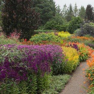 Perennial & Herbaceous Mix (Peat Free) | Gardenscapedirect