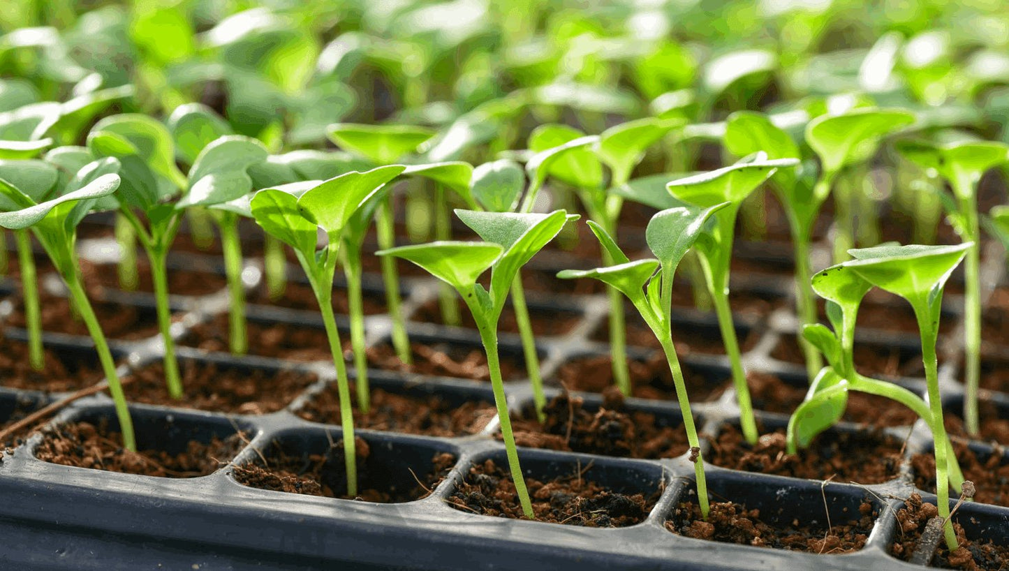 Potting Mix - Seedlings (Peat Free) | Gardenscapedirect
