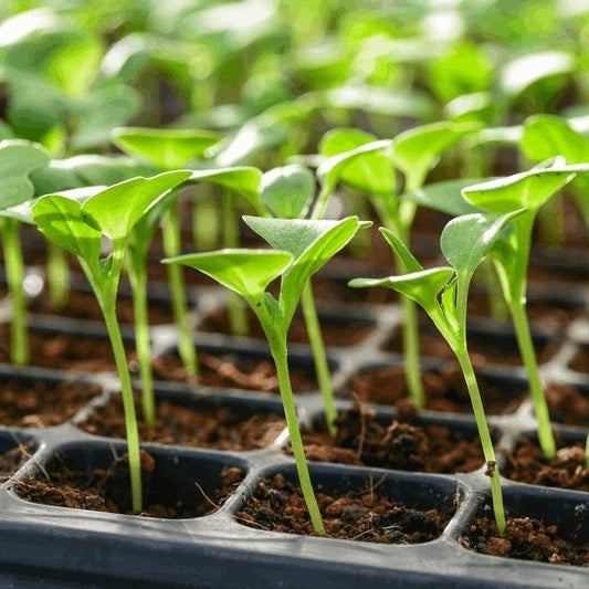 Potting Mix - Seedlings (Peat Free) | Gardenscapedirect