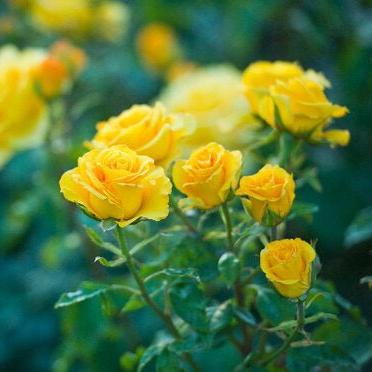 Rose Mix (Peat Free) | Gardenscapedirect