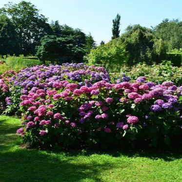 Shrub Mix Module Shrub Mix - Free Local Bulk Bag Delivery – Gardenscapedirect