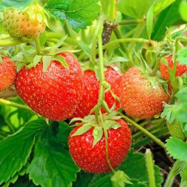 Soft Fruit Mix (Peat Free) | Gardenscapedirect