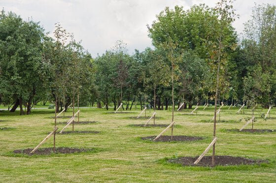Tree Mix (Peat Free) | Gardenscapedirect