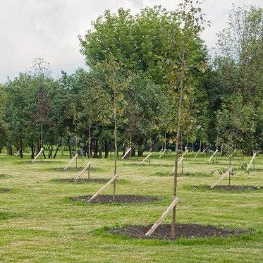 Tree Mix (Peat Free) | Gardenscapedirect